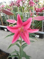 [1877 Vancouver DJ No01.JPG]